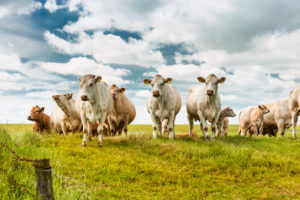 Agriculture, animal husbandry, herd of cows on pasture, cattle breed Charolais, with calves Agriculture, animal husbandry, herd of cows on pasture, cattle breed Charolais, with calves
